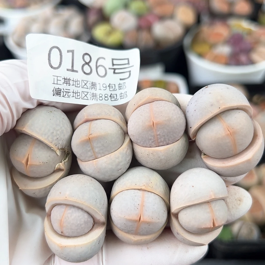 好养易活生石花大母本0186