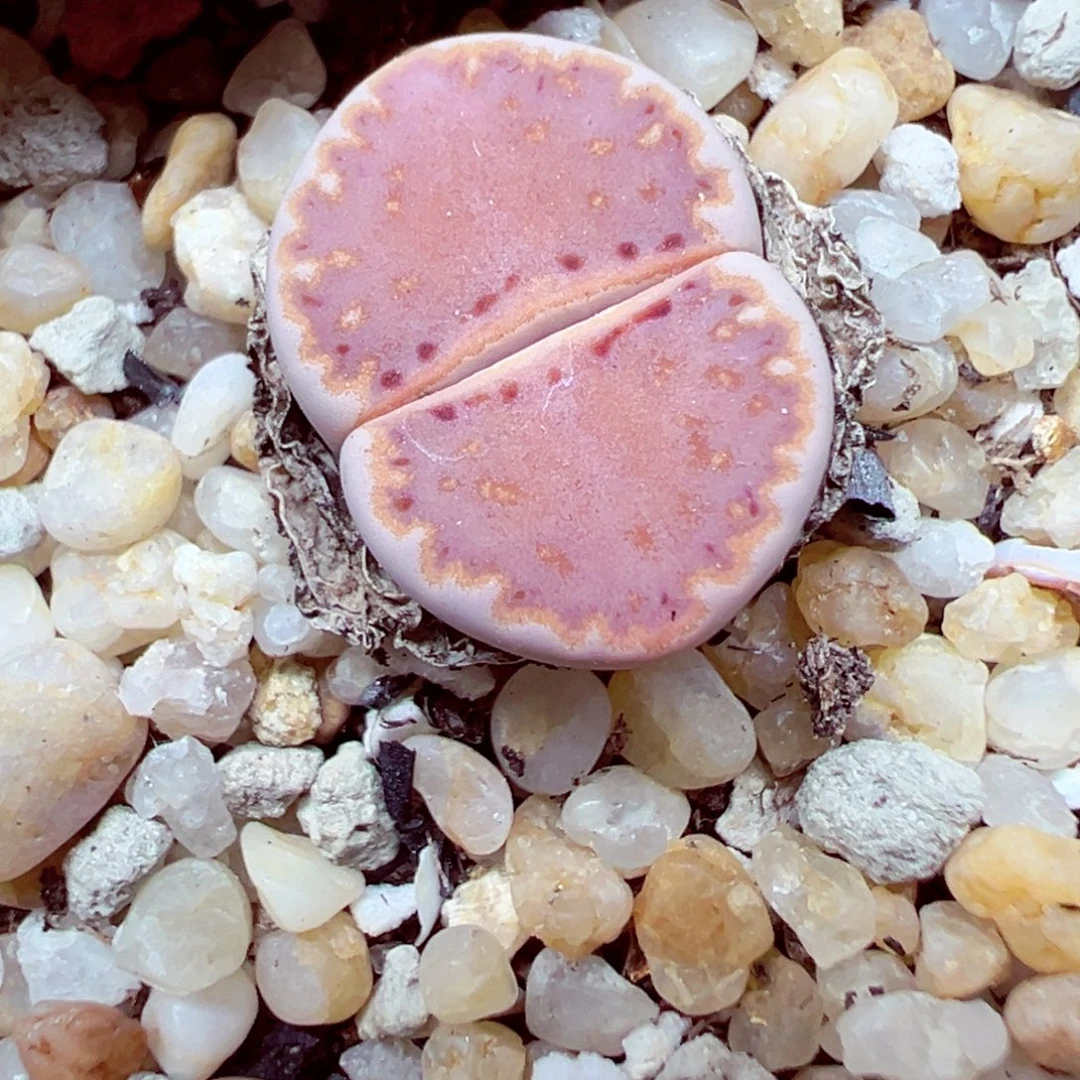 精致优秀的肉肉811-16