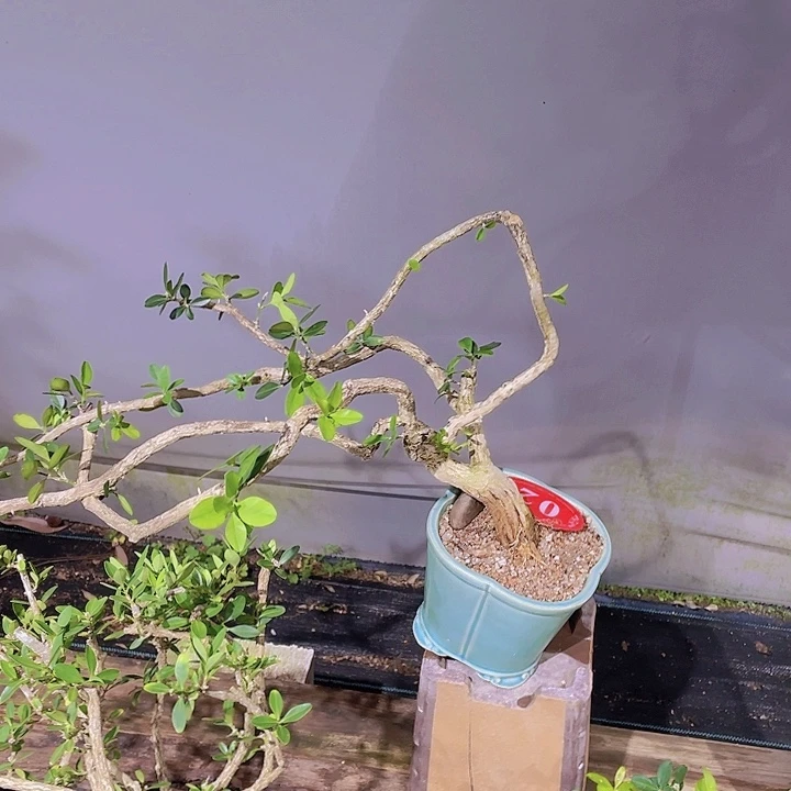 *****无花朵Justicesvjkhgnkfd