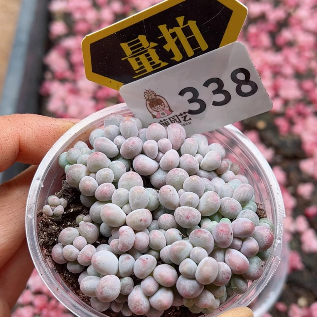 多肉植物多肉植物