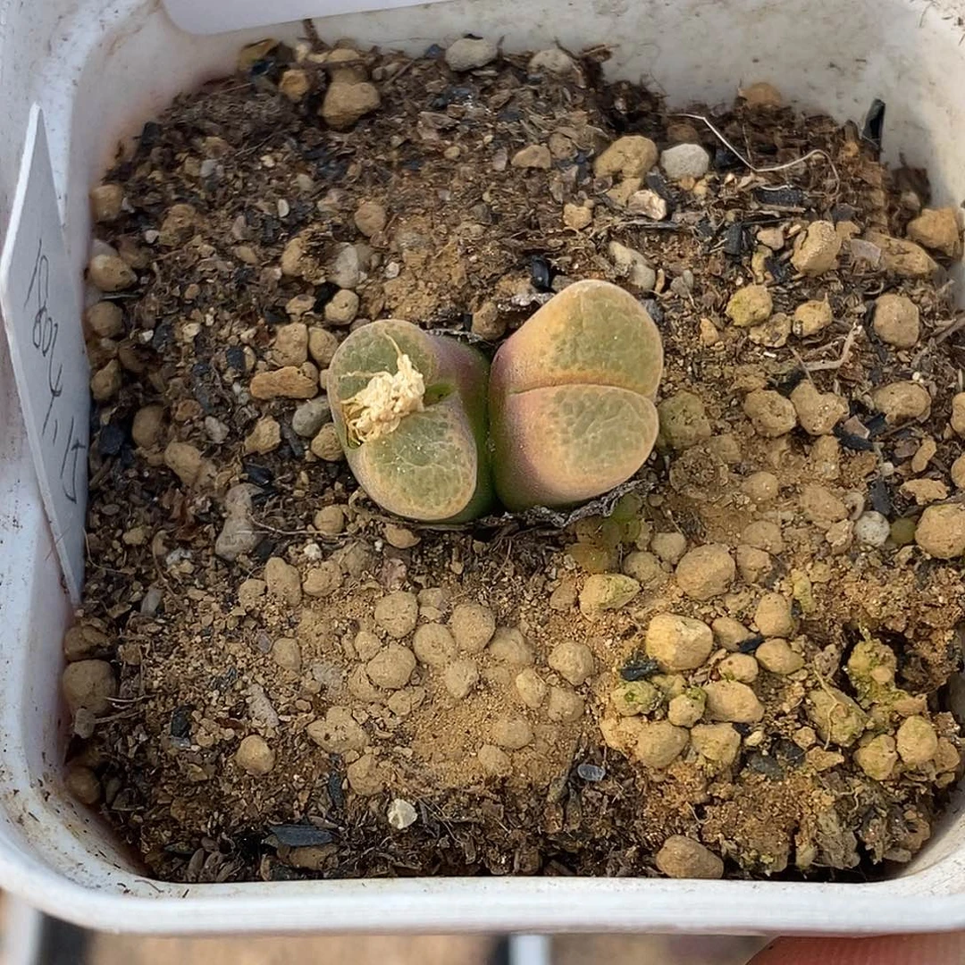 ๓**.1231-26-屁桃ghjjjk