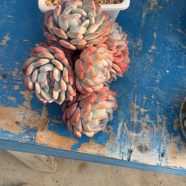 橙子朵朵老桩无砍发货