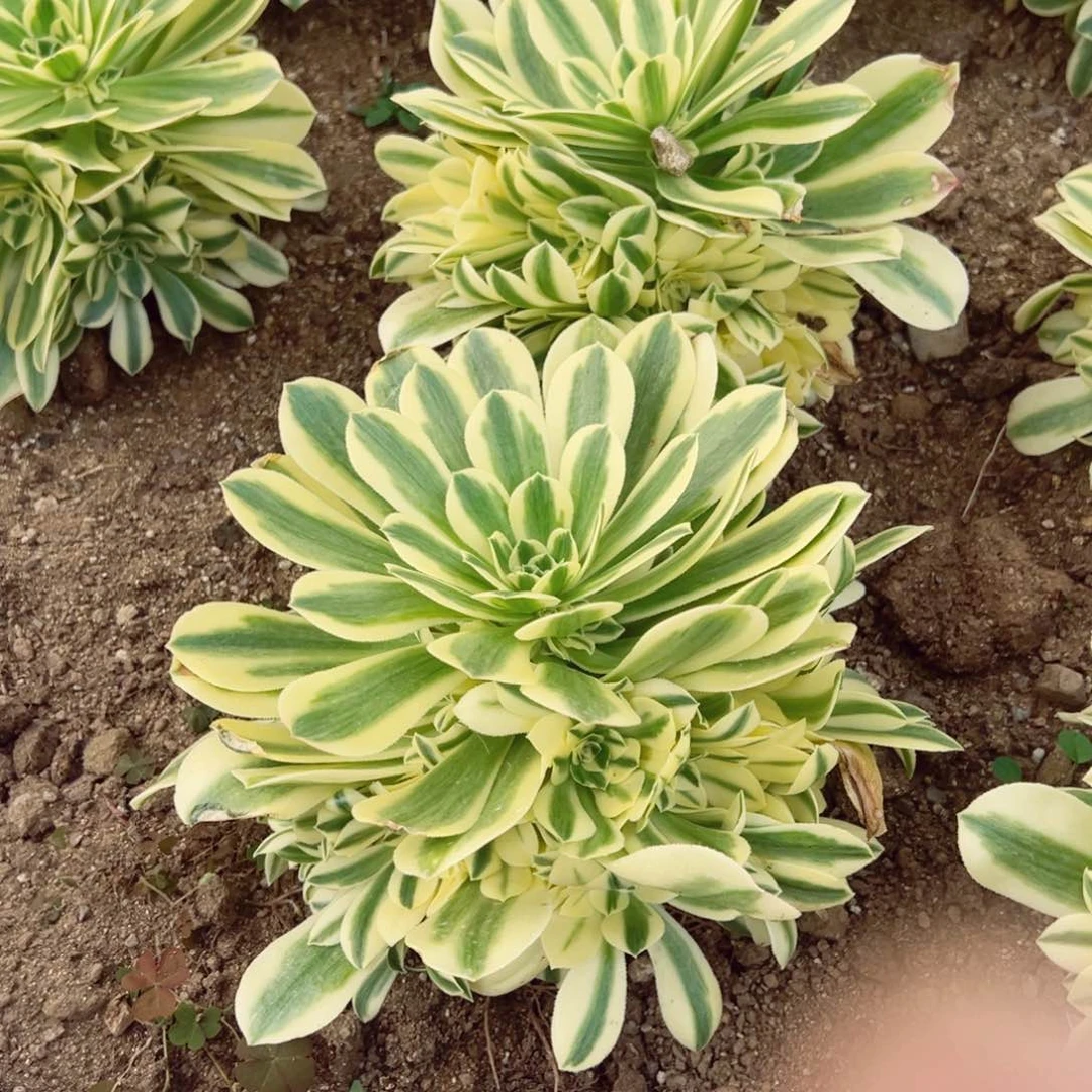 迈巴赫多肉植物手捧