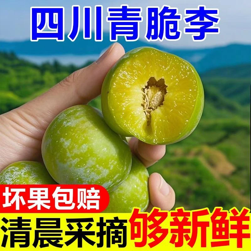 高山青脆脱骨李现摘现发新鲜水果脆甜正宗当季产地直发