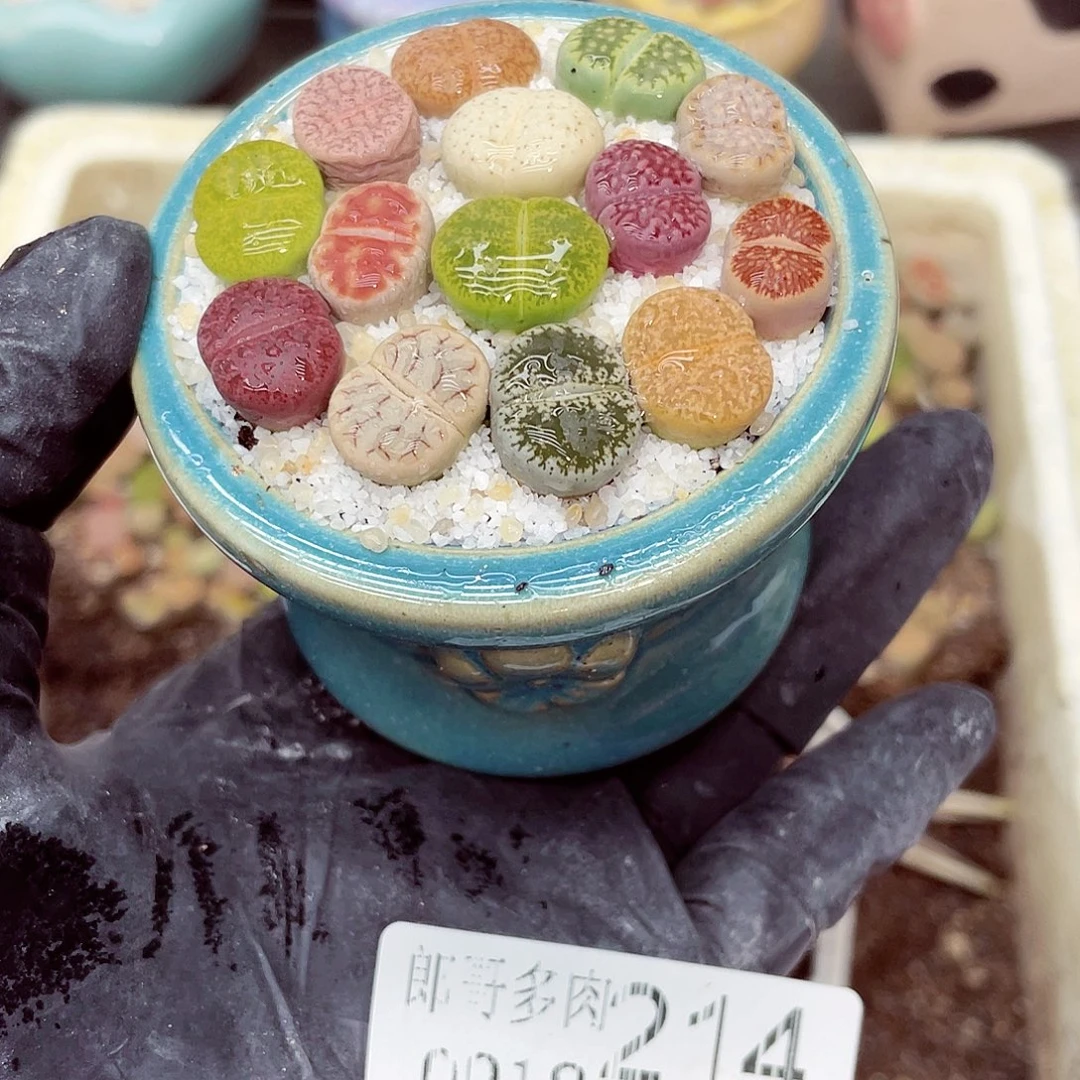 生石花满18包邮0918-214