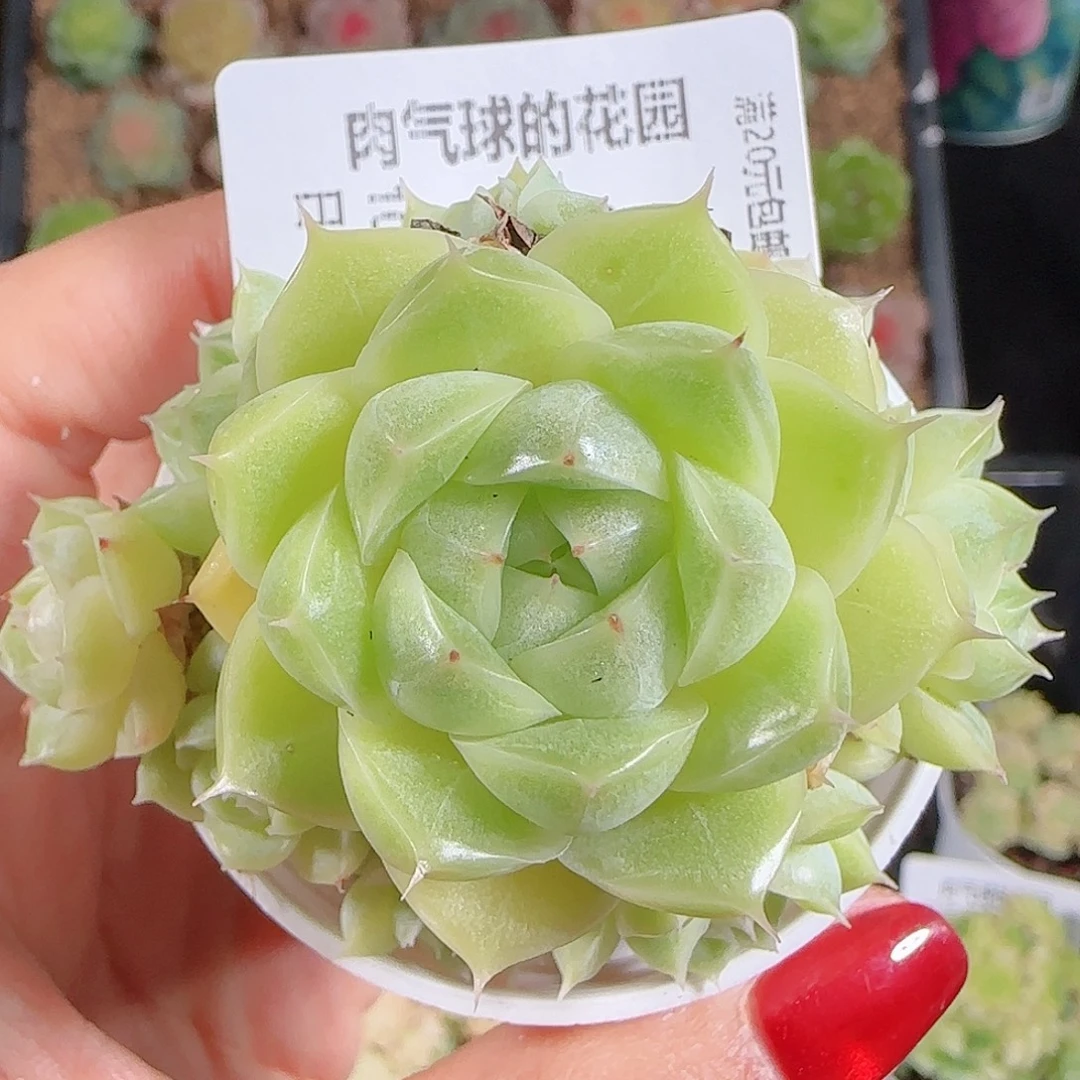 1026-192麦秆优选不包整