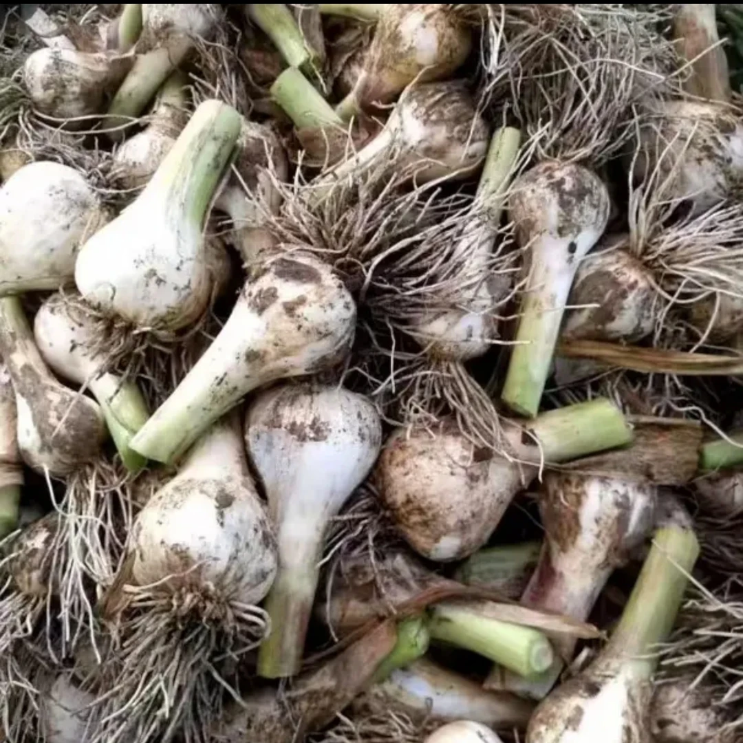 东北新鲜青蒜5斤  带须发货 可腌制糖蒜