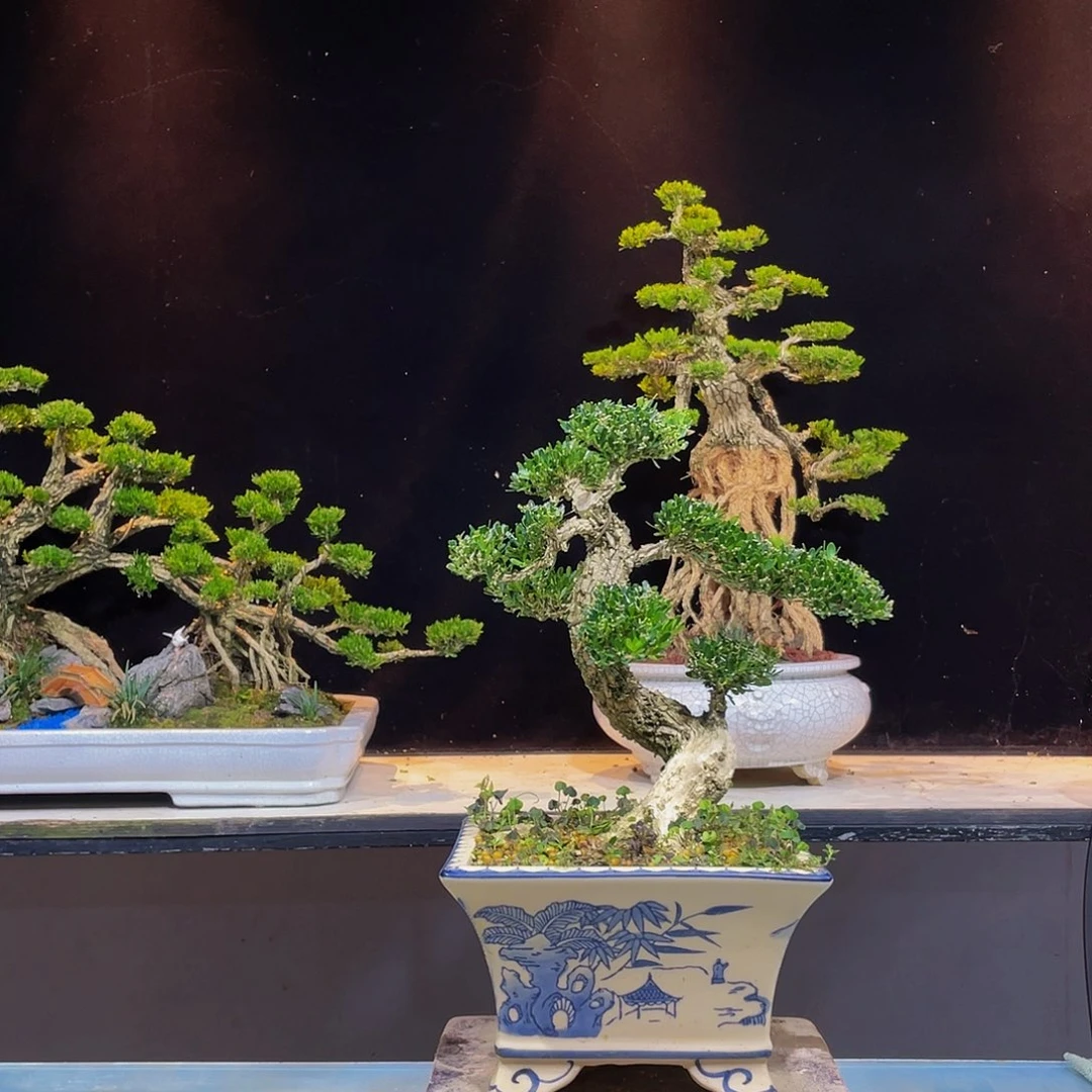 黄杨盆景四季常青