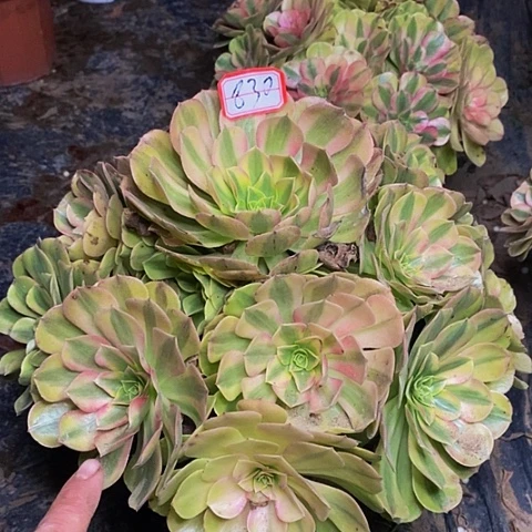 雨荷老桩捧花830号