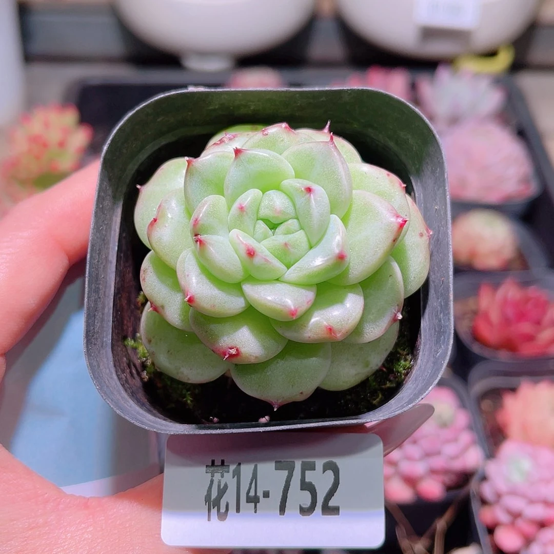 花利美14-752麦秆