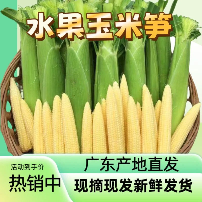 新鲜现摘玉米笋手指即食当季带壳甜玉米玉米芯蔬菜水果迷你玉米棒