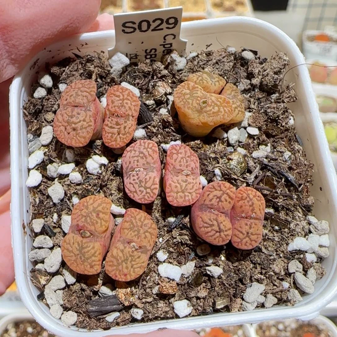 肉锥多肉植物百科-优选鸟哈尼一盆306