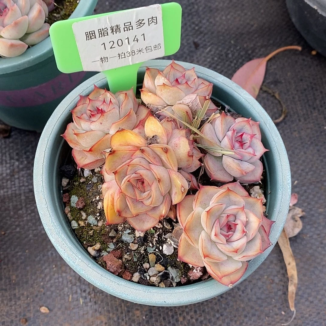 141楼烧烤咯哦我我哦我