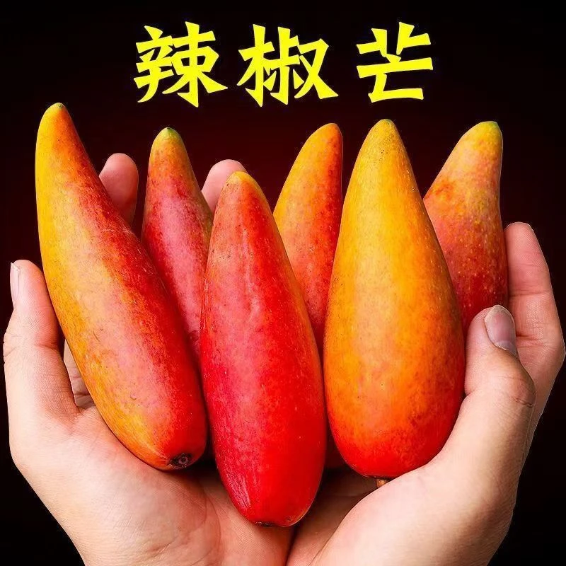 正宗广西百色网红辣椒芒牙签芒贵妃芒薄皮小核热带甜夏季消暑水果