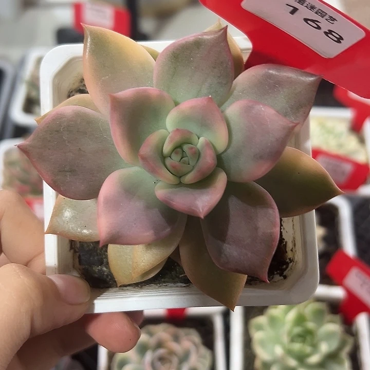 168号卡梅拉锦多肉植物
