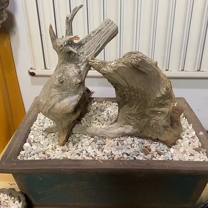 耿***新柏木（崖柏）崖柏天然根雕艺术