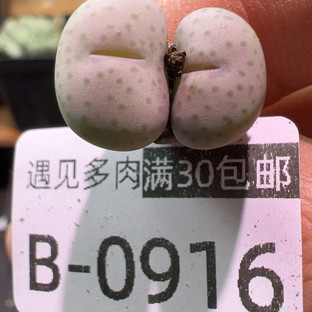 多肉植物111111111111