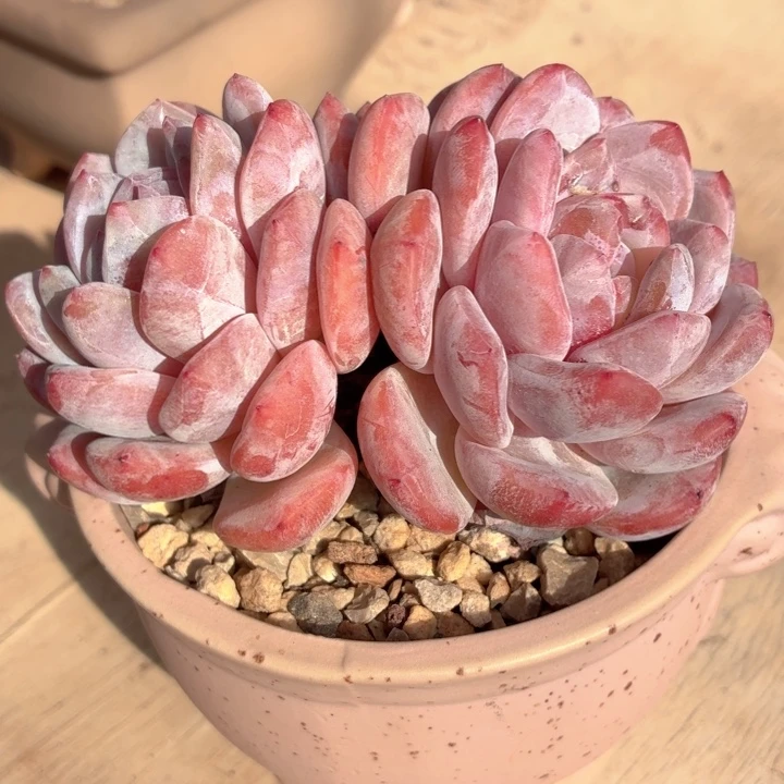 多肉植物 橙梦露-4