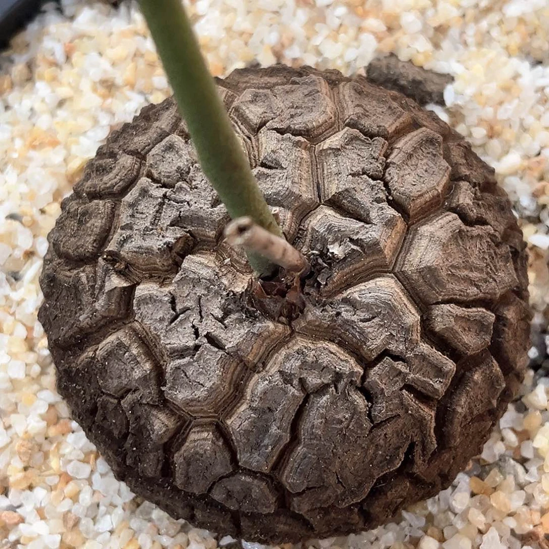 潮流植物 龟甲龙 5071