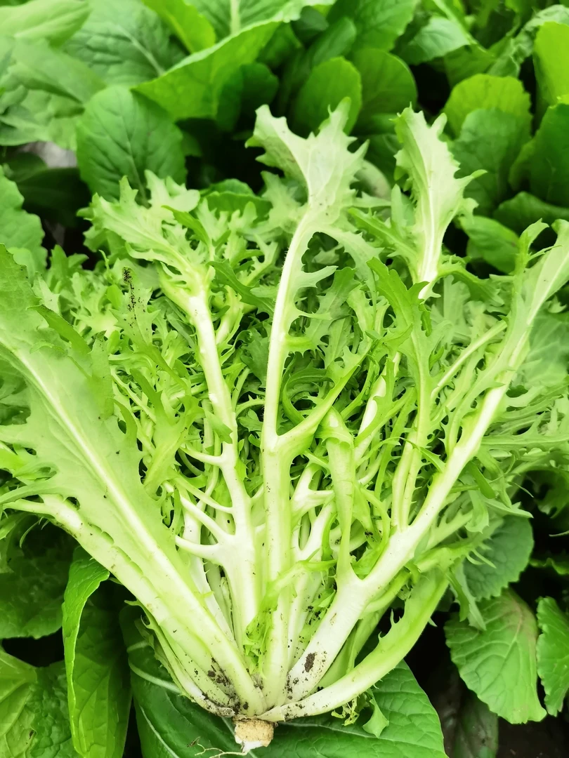 长白山爱姐农家肥种植的苦苣2/3斤【顺丰包邮】