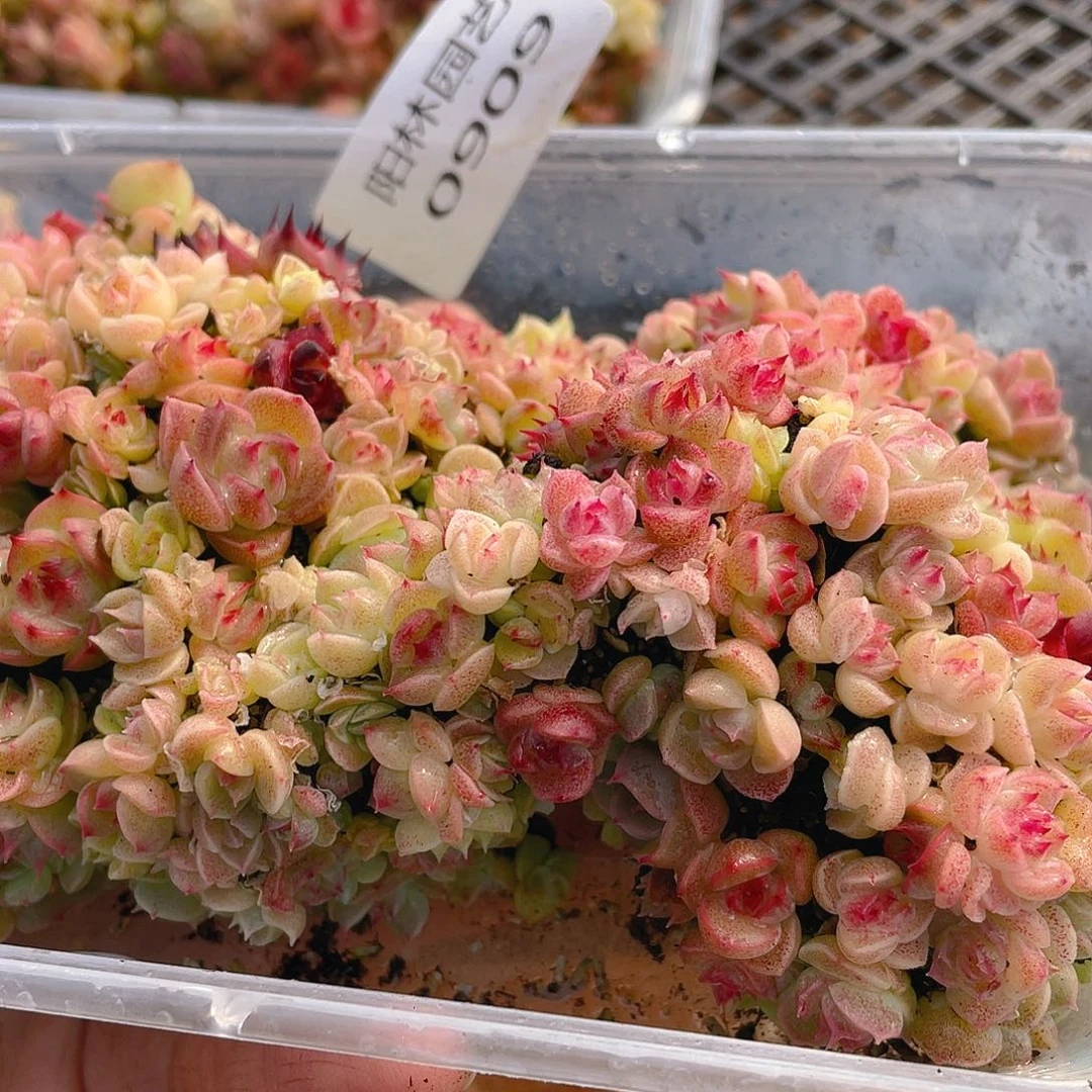 多肉植物多肉植物909