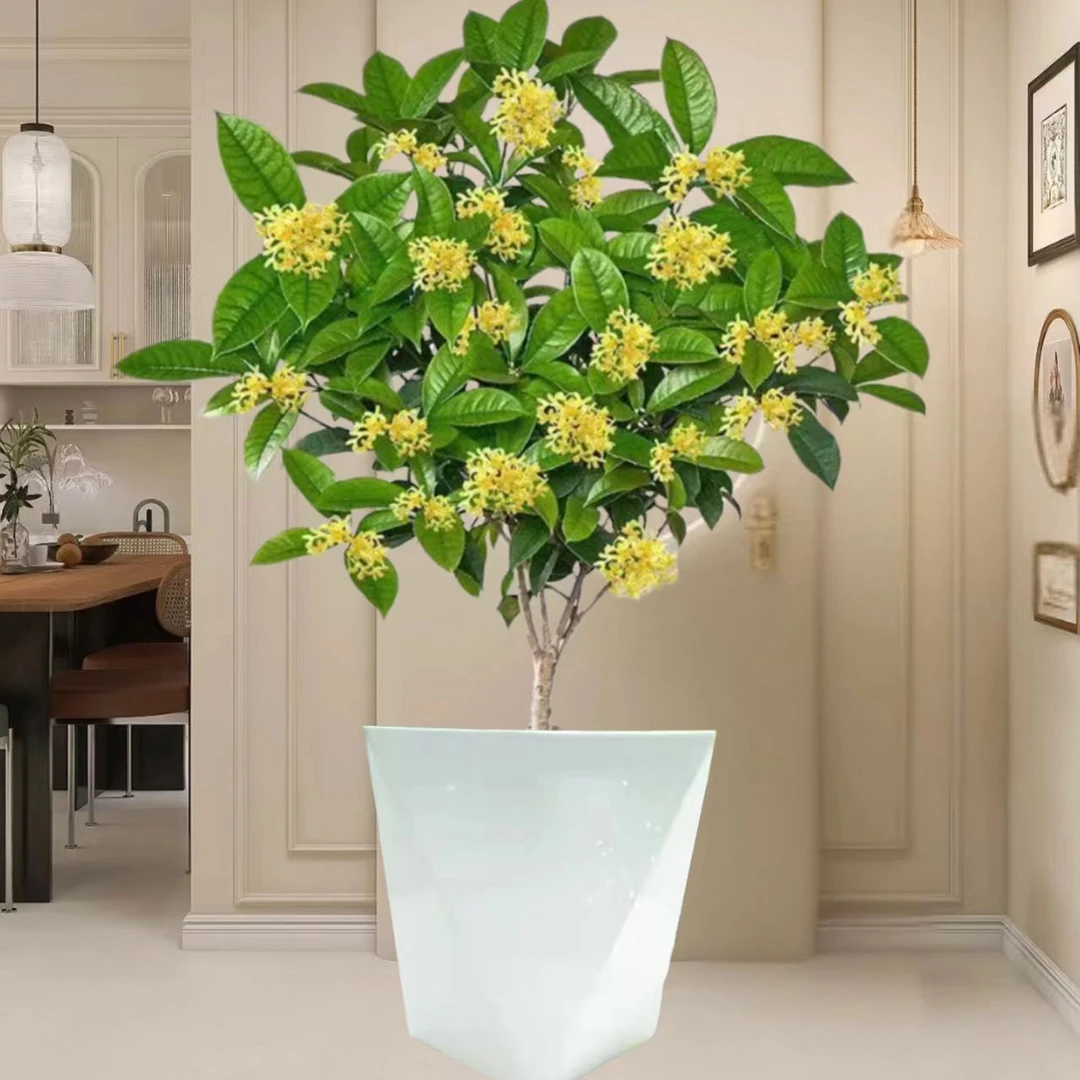 四季桂花盆栽浓香型好养适合客厅阳台庭院花卉