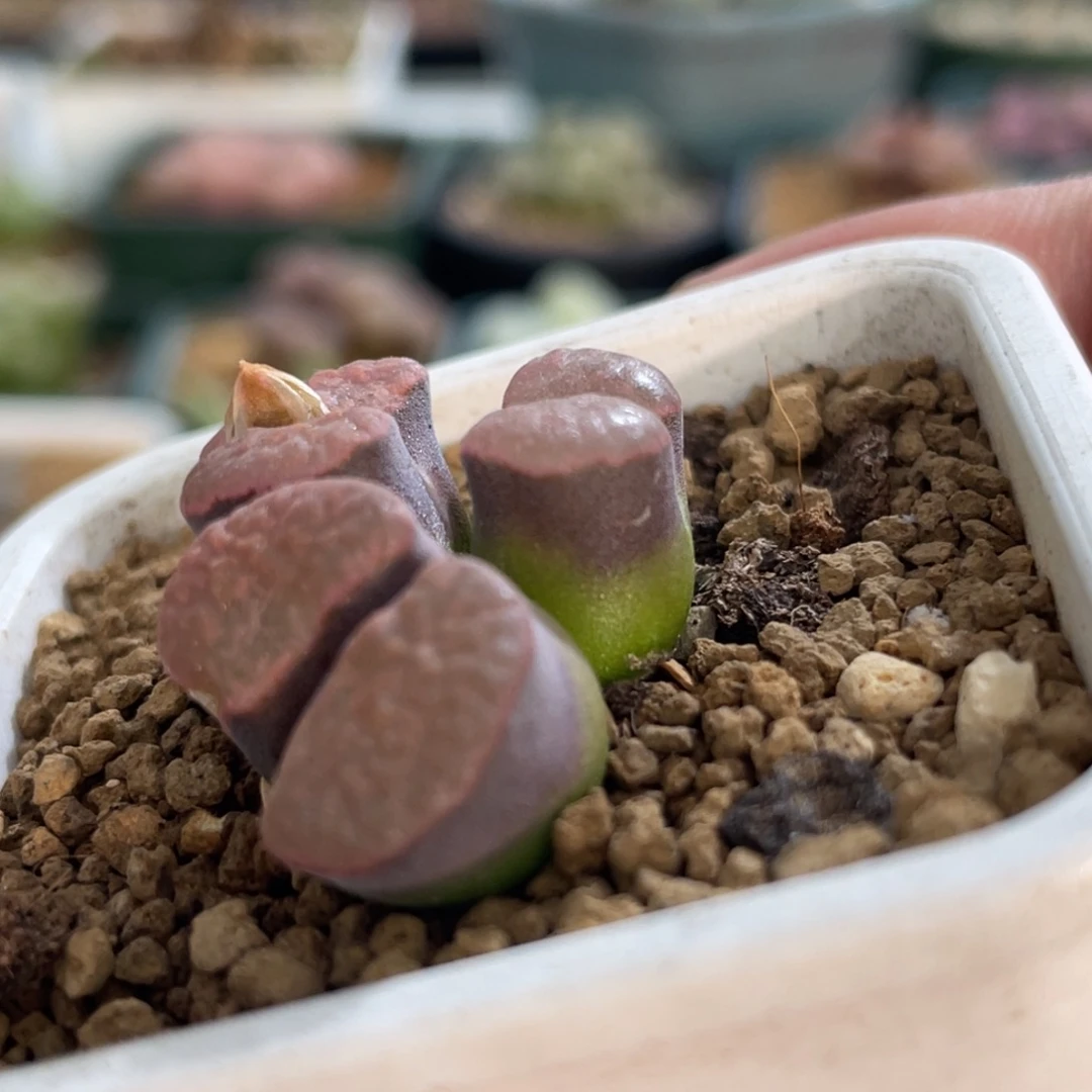 紫体粉窗磁铁植物一物一拍