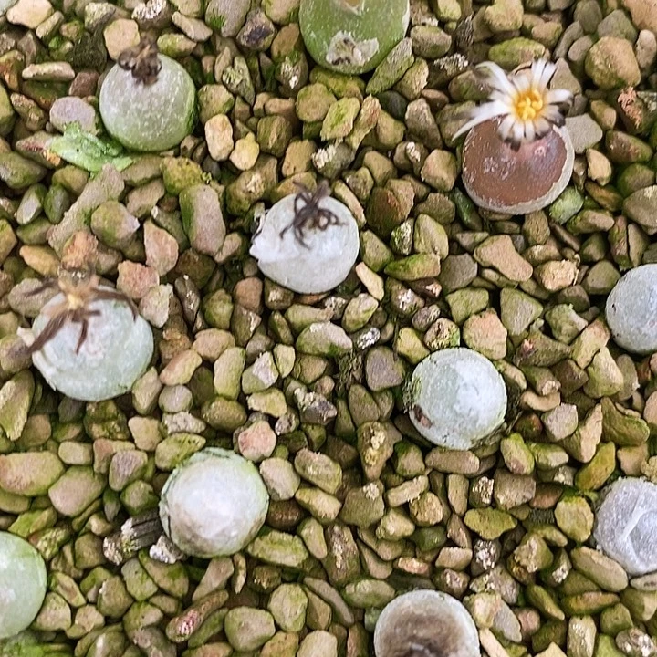 哈默灯泡1颗。