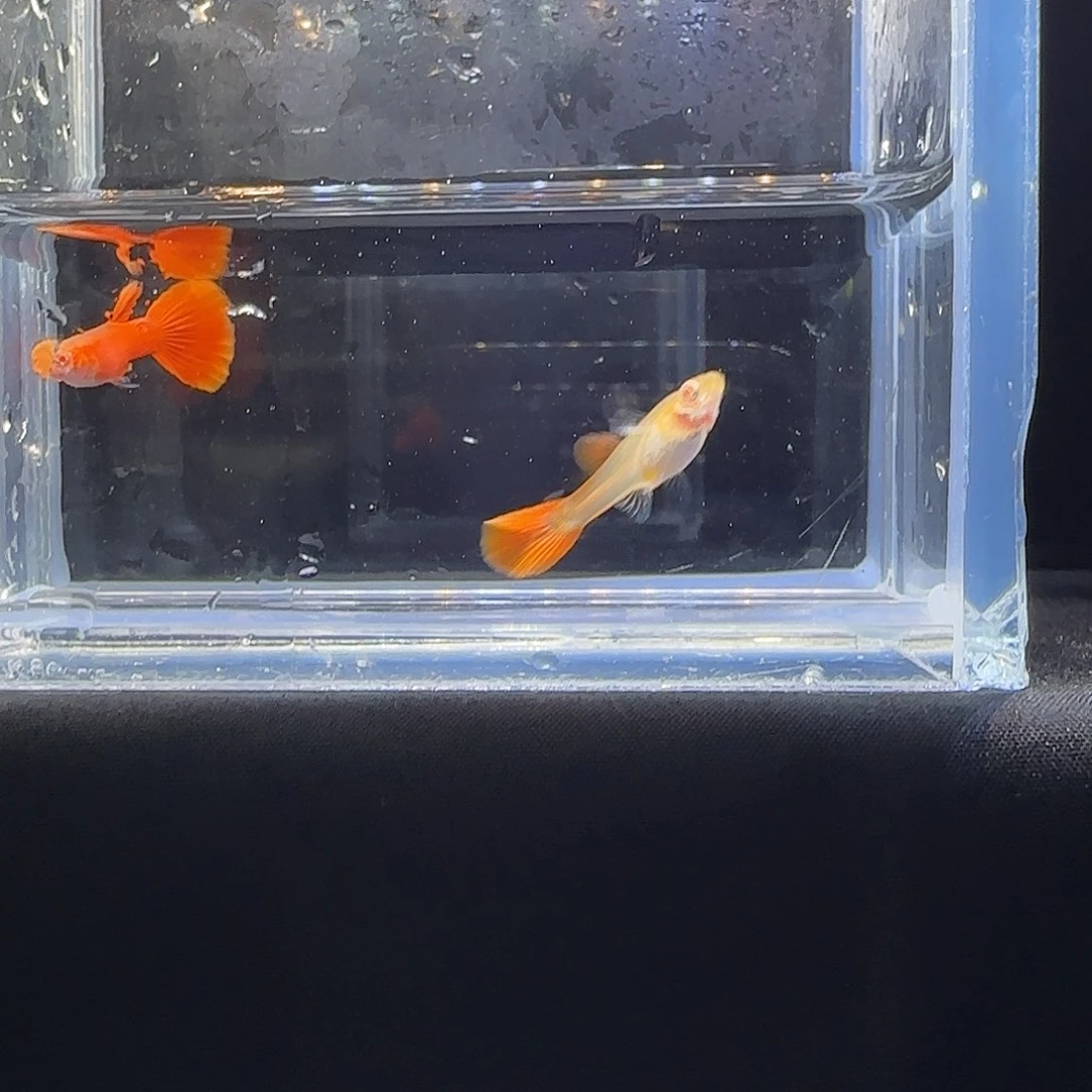 孔雀鱼关注主播可以下单