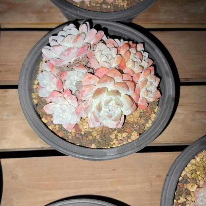 夕***语拇指仙女杯多肉植物