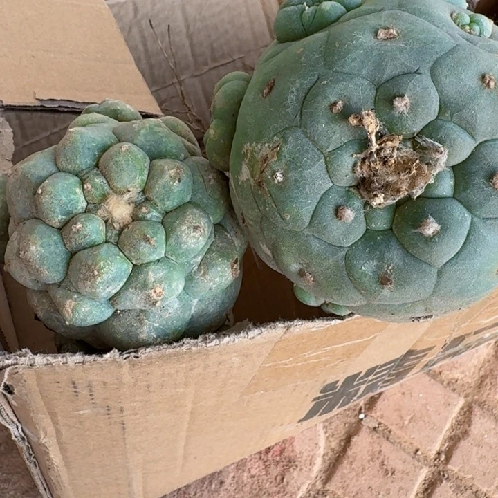 两个苗接大仙微瑕疵