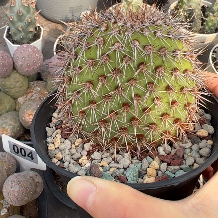 野狐仙人掌仙人球仙人球