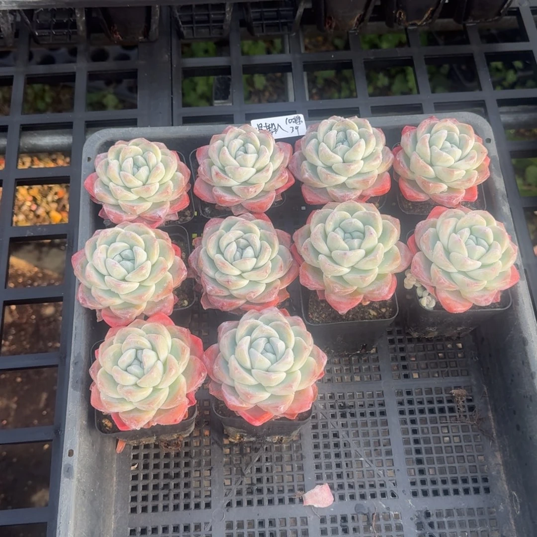 星*八星期八冰玉10棵单头