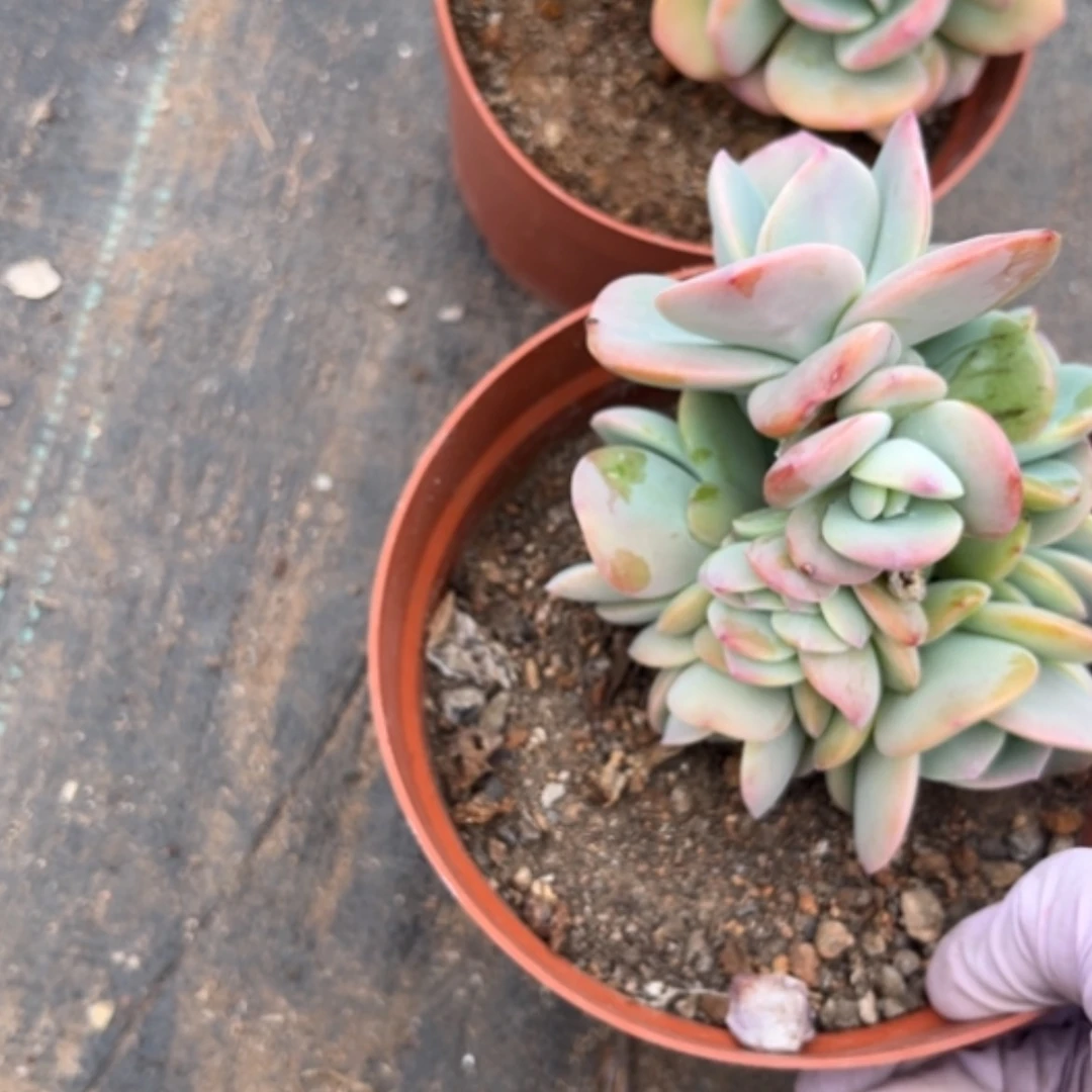 【闪购商品】顺**羊白凤