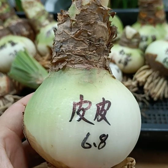 无花朵PP6.8裸球发货