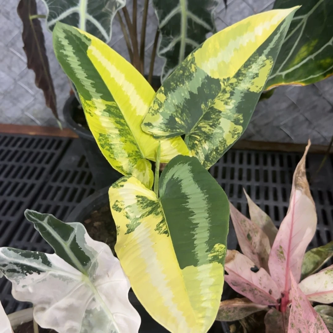 15-1124泰国发货闪点落檐锦