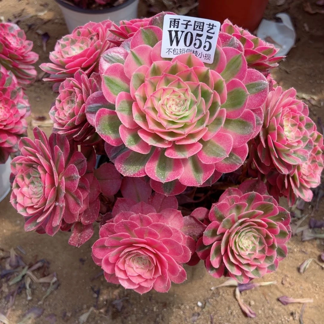 055荔枝尺寸25左右