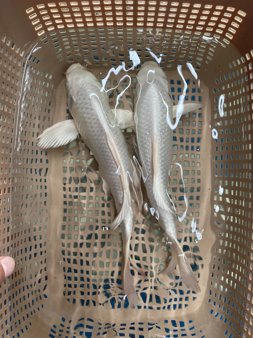 然然家优选白蝴蝶鲤鱼