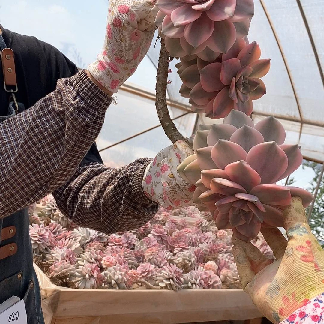 微**笑多肉植物紫乐景C19