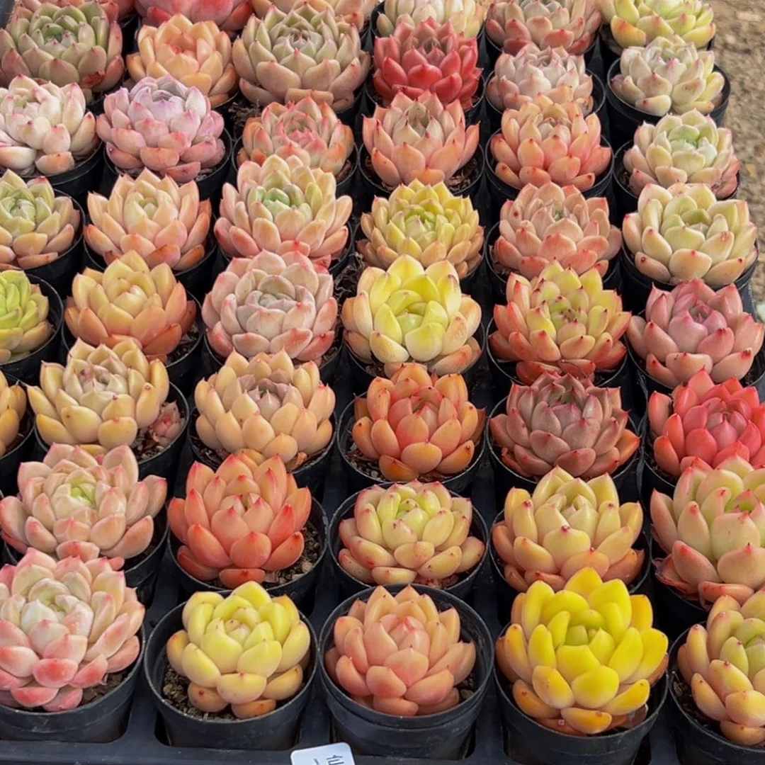 我***子100多肉葡萄的味道是真的