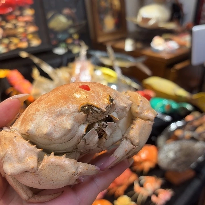 真实德汉劳棉蟹标本