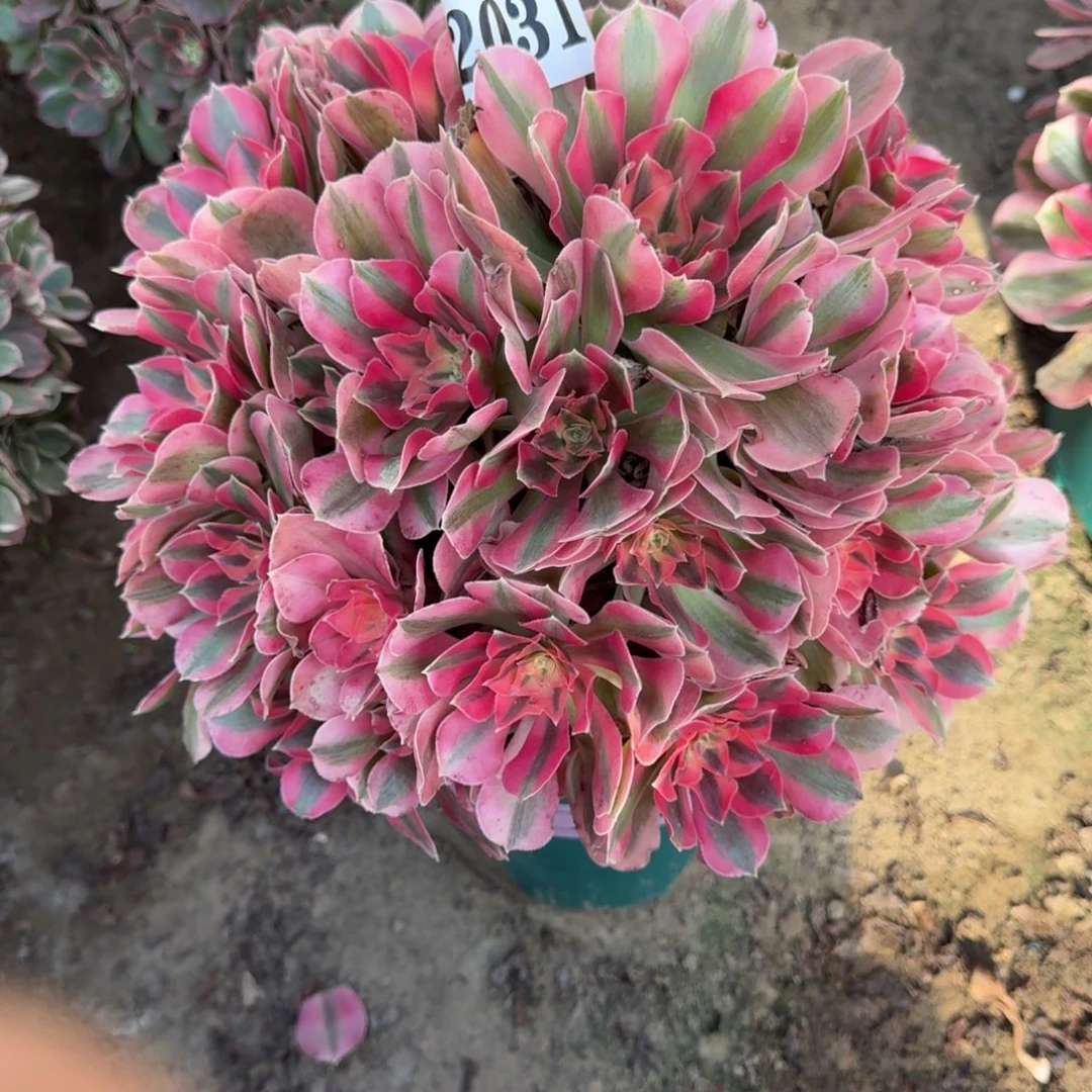 18-11法师粉女巫2031