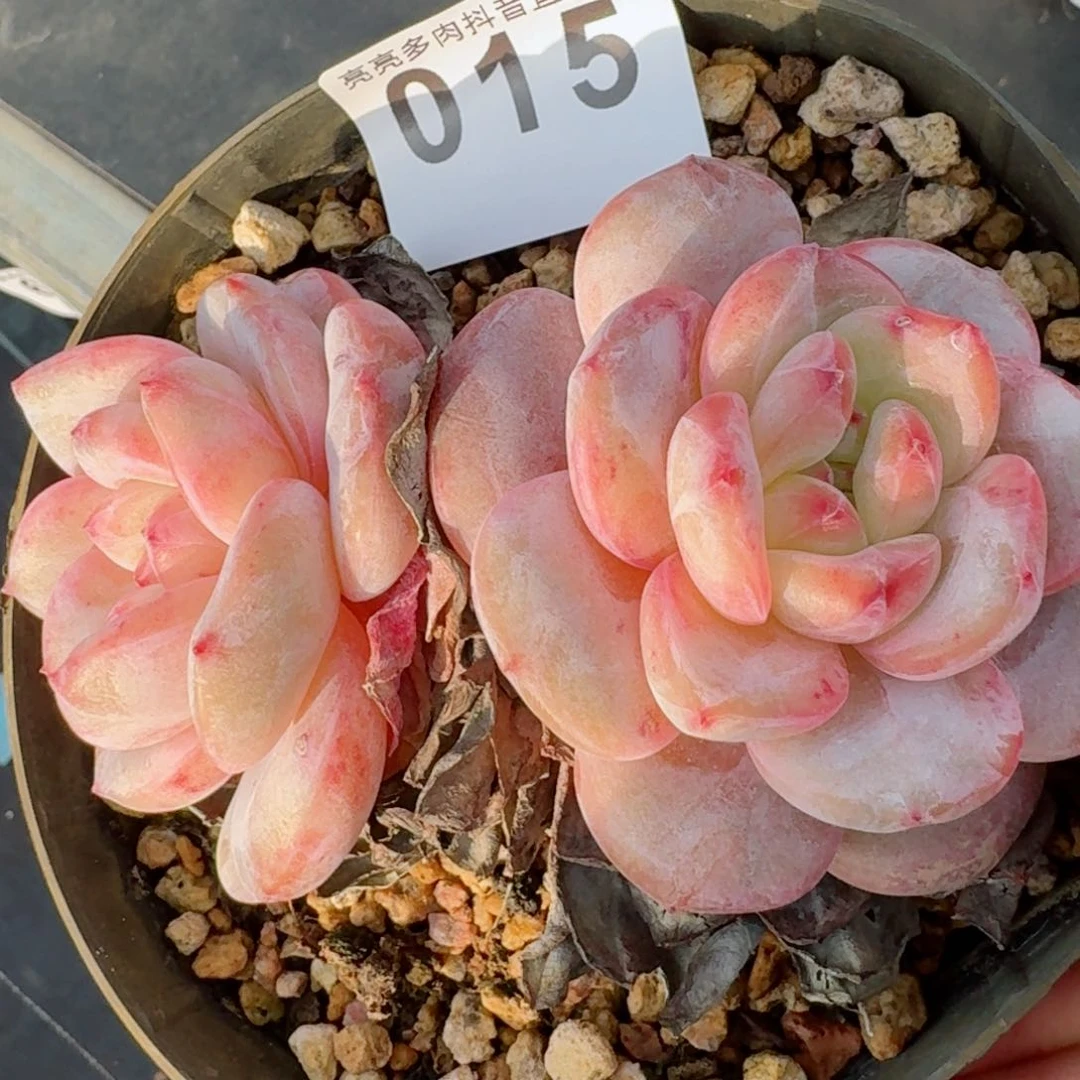 石化星影         精品多肉