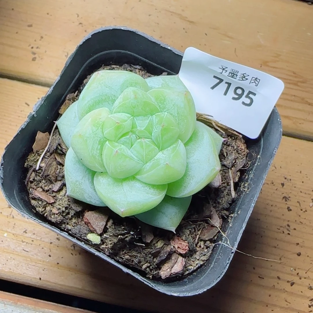 白泽，7195多肉植物