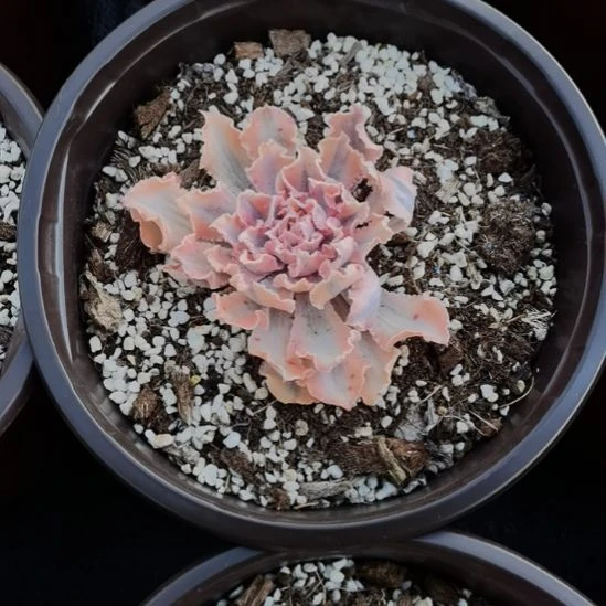 晚霞之舞白覆轮锦刚长毛根