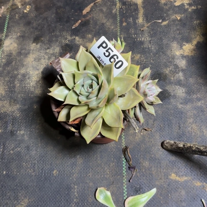 瑞妈，，，，，。560多肉，