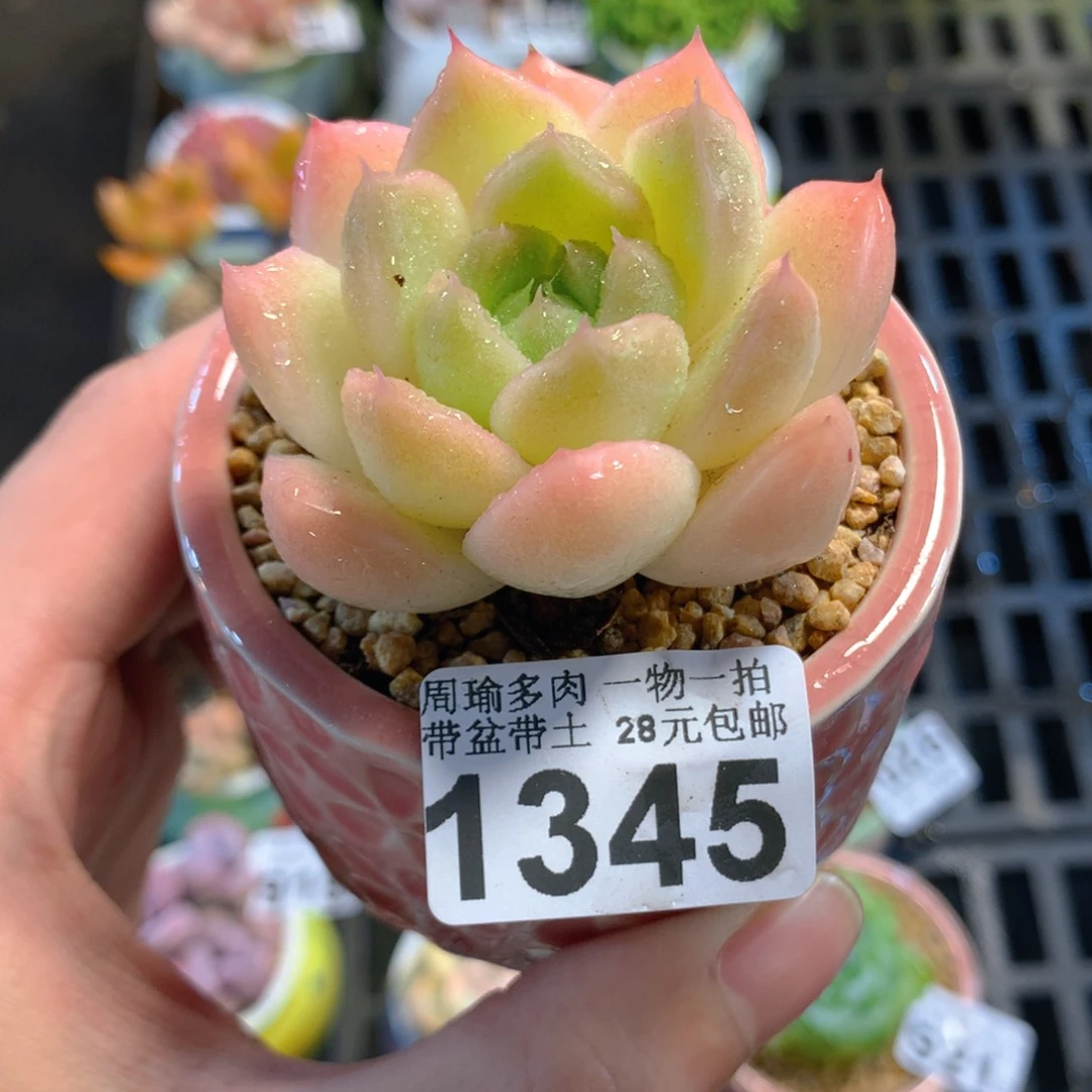 5厘米盆精控多肉1345