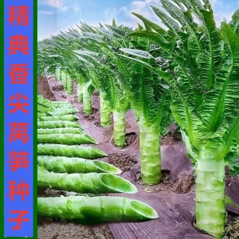 精典香尖香莴笋种子三青皮三青笋玉耐寒青皮青肉莴苣种籽秋季抗病