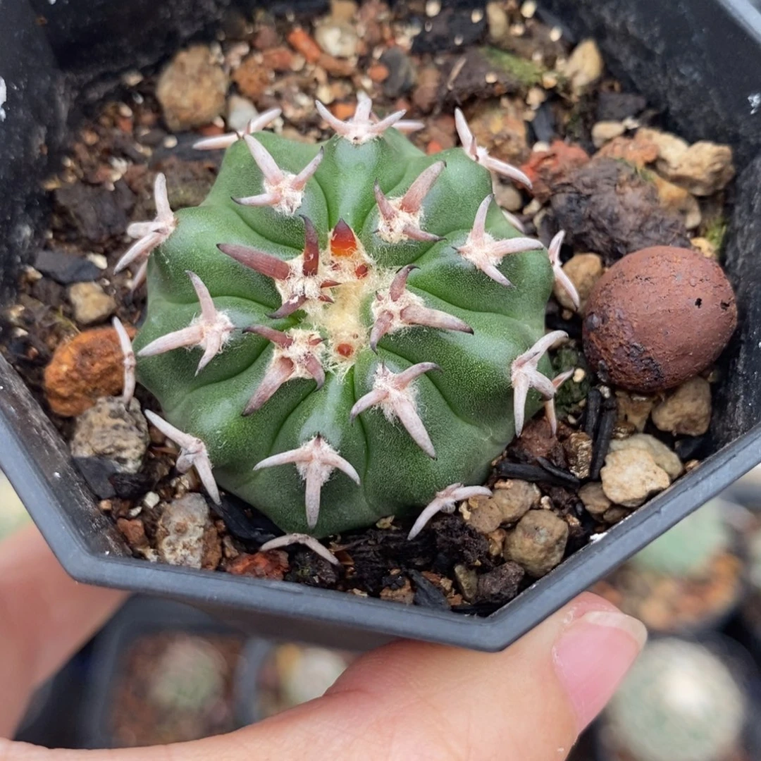 短豪刺圆盘玉植播园艺