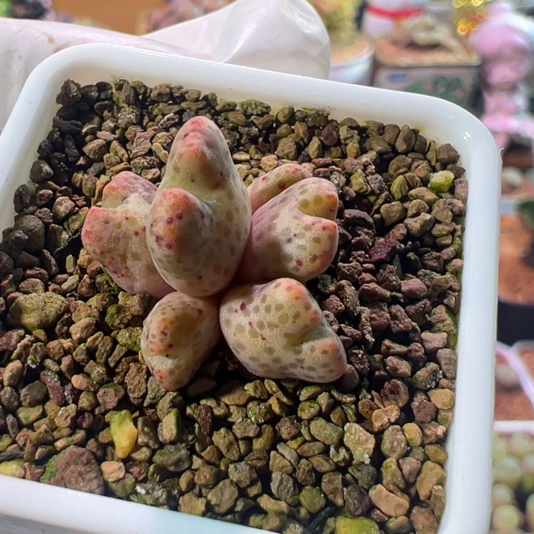 大*头091，黄金斑马，肉锥植物